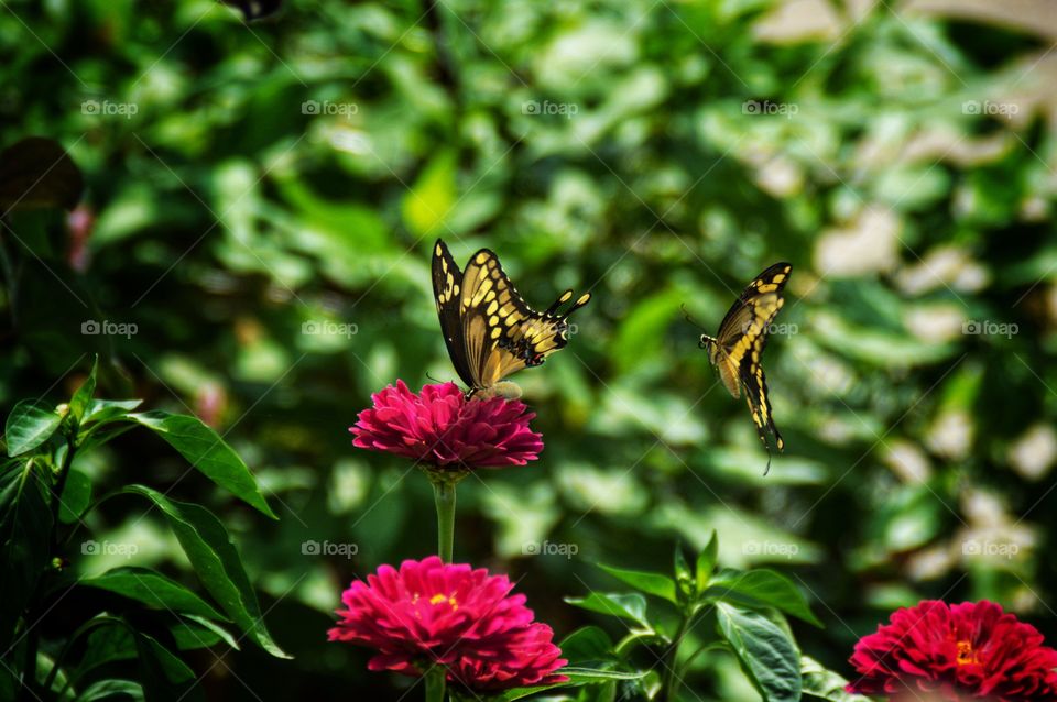 Two butterflies enjoying the summer weather in the flowers.