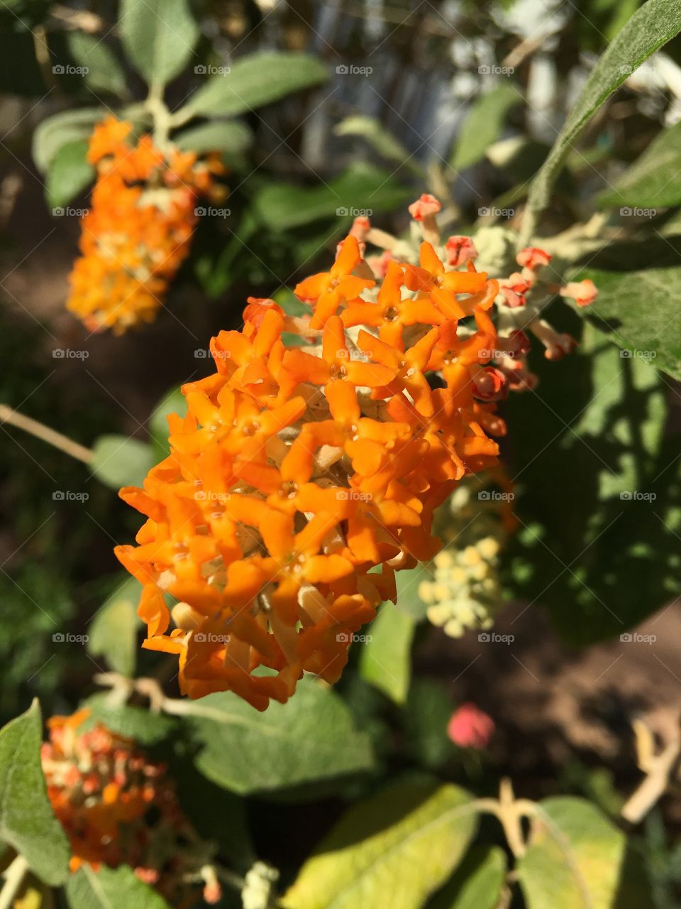 Orange flower