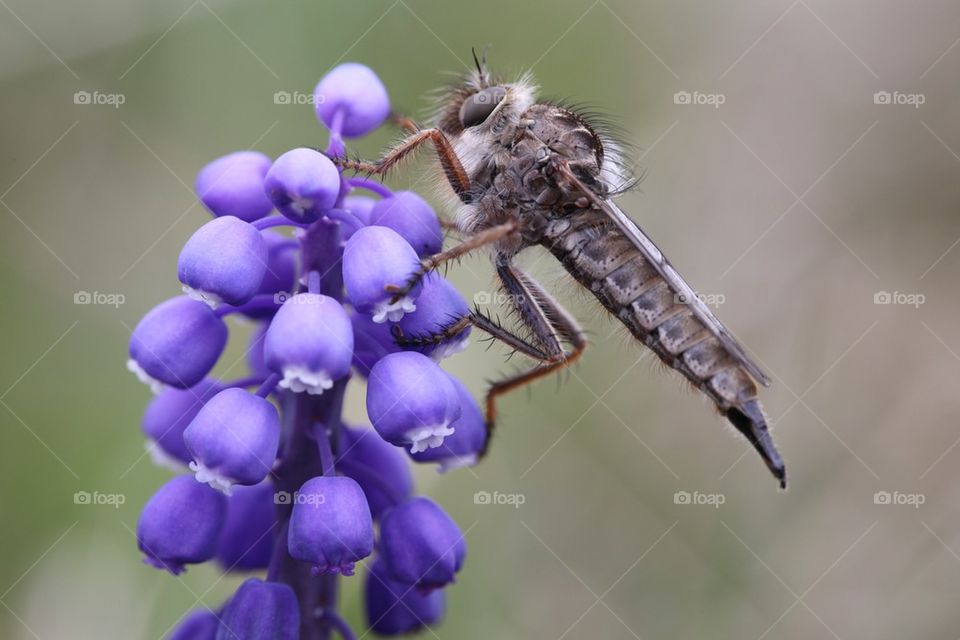 Robber fly