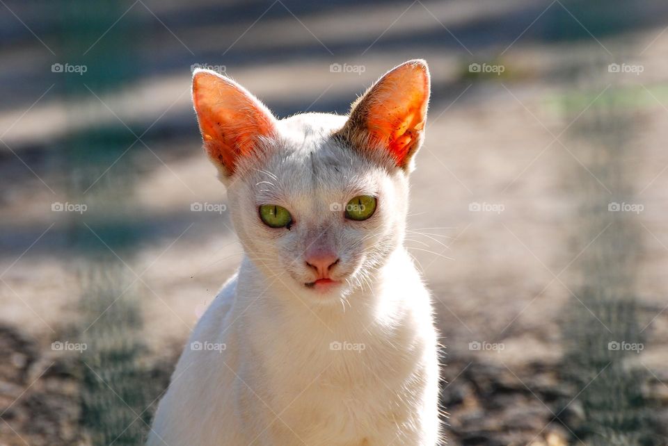 sunbathing white cat
