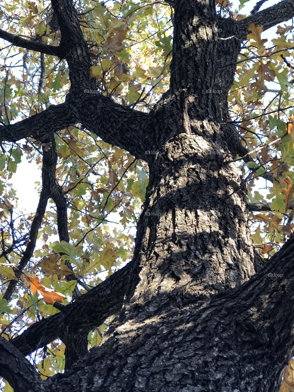 Tree and shadows