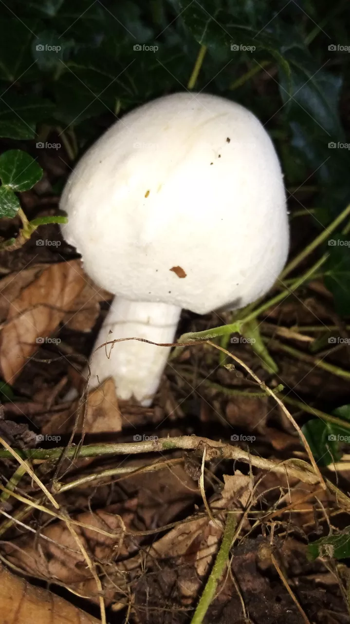 Pilze