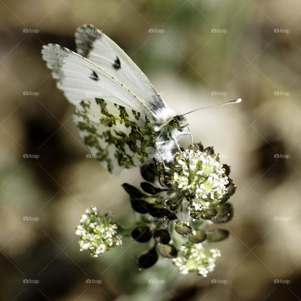 Butterfly in France