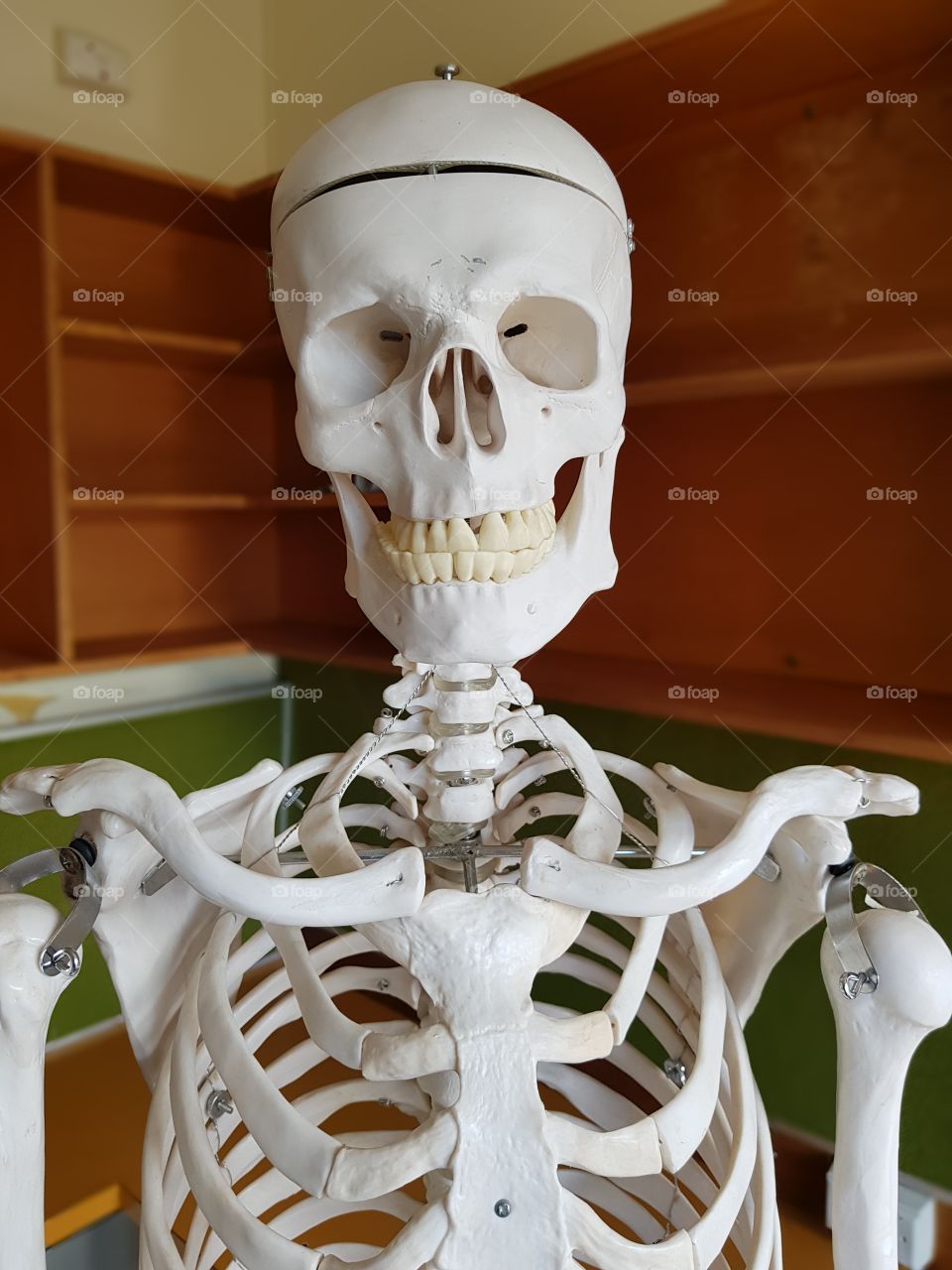 frontal skeleton bust