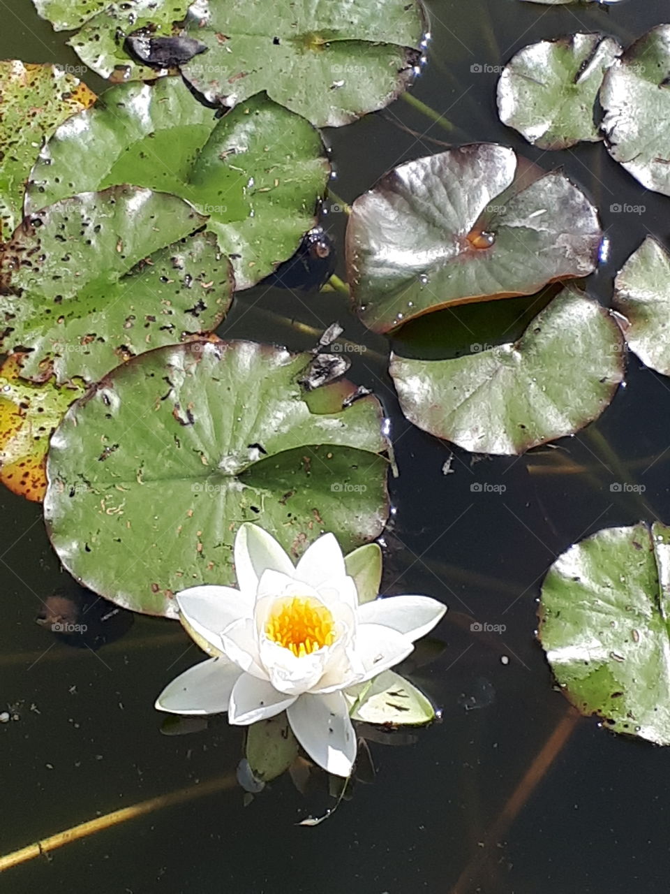 White Water Lily Flower