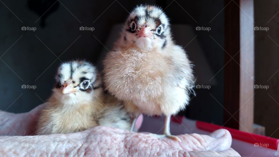 Twin's. baby chicks I bought for my mother
