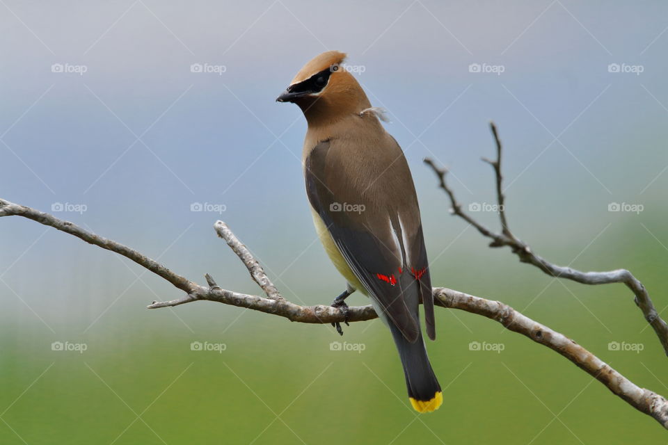 Cedar Waxwing