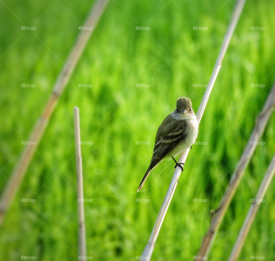 Alder flycatcher 