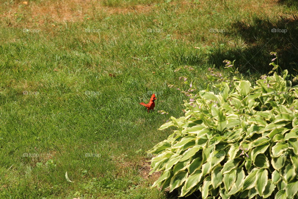 Garden, Grass, Nature, Leaf, Flora