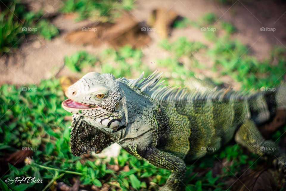 Iguana