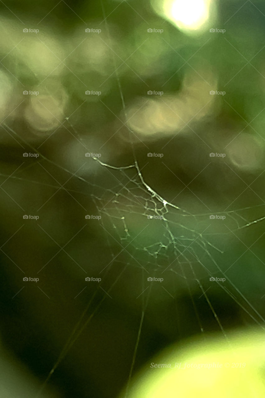 Closeup shot of Incredible spider web, the world of tiny creatures