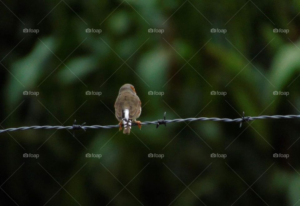 Timor male zebra finch. Perching on a soliter for lined. Others flyng to spread for shown if they're on interest for hurry.