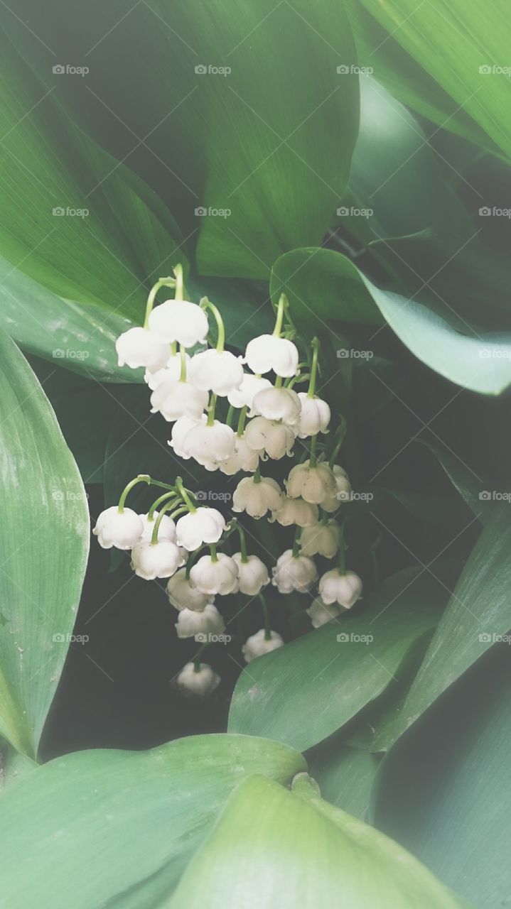 Lily of the valley