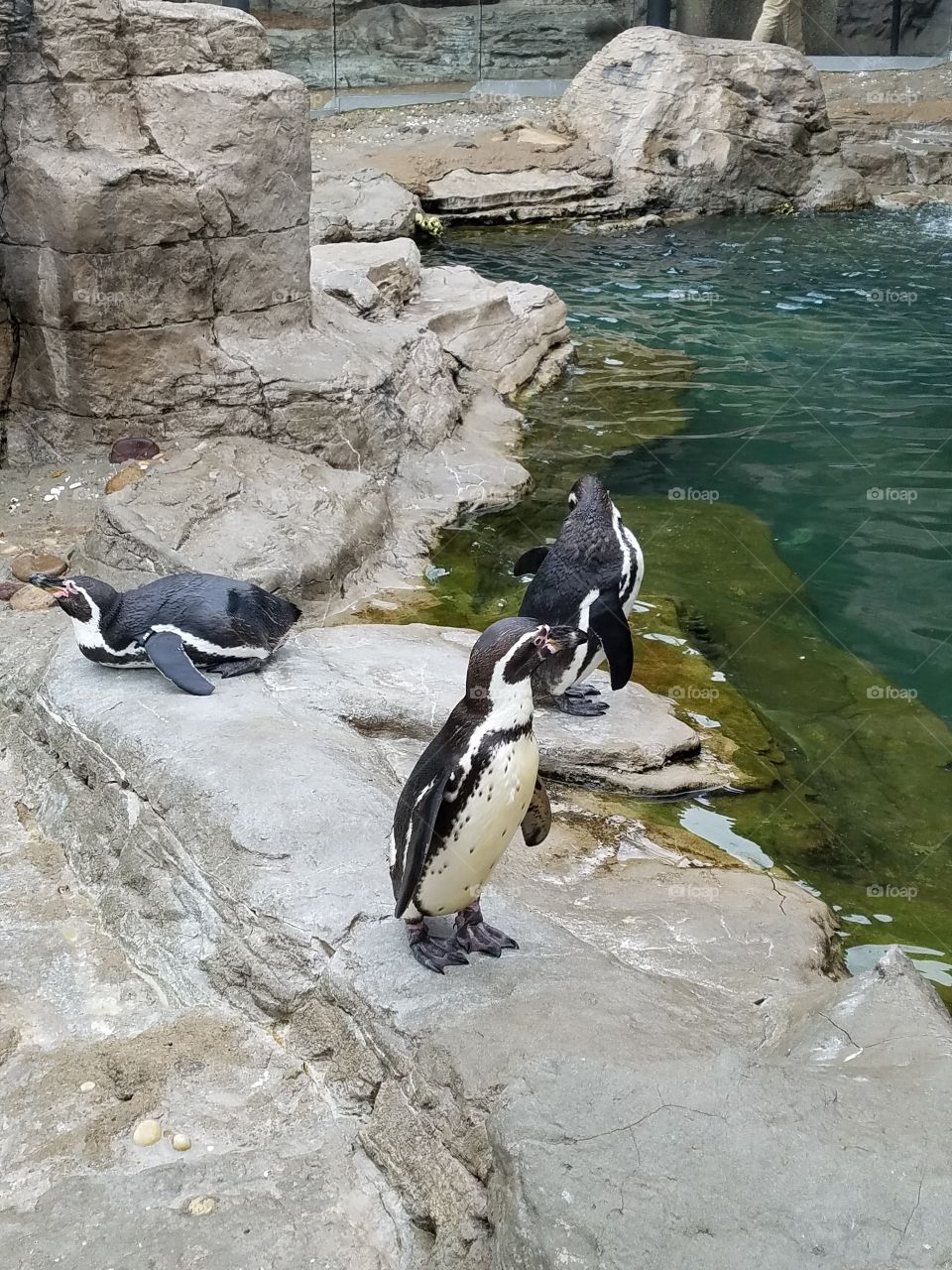 three penguins