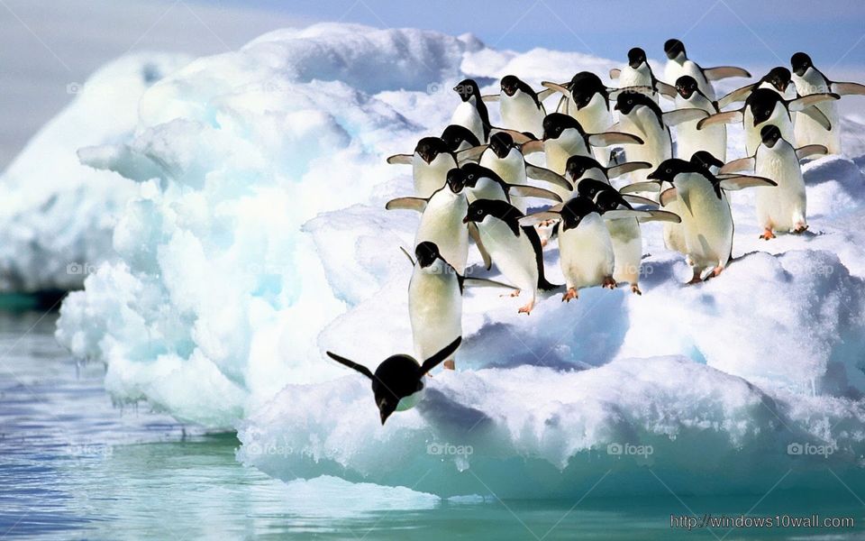 Iceberg and penguins jumping 