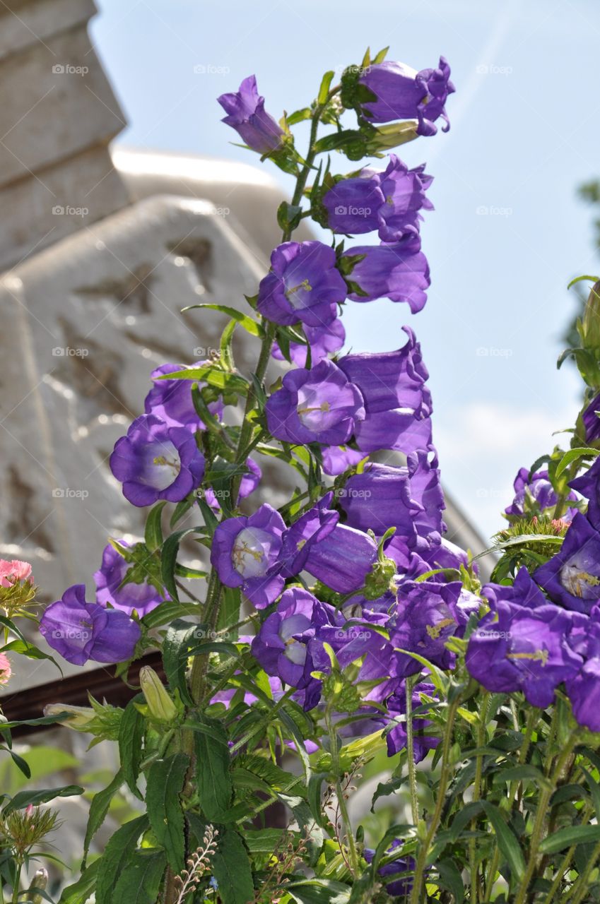 purple flowers