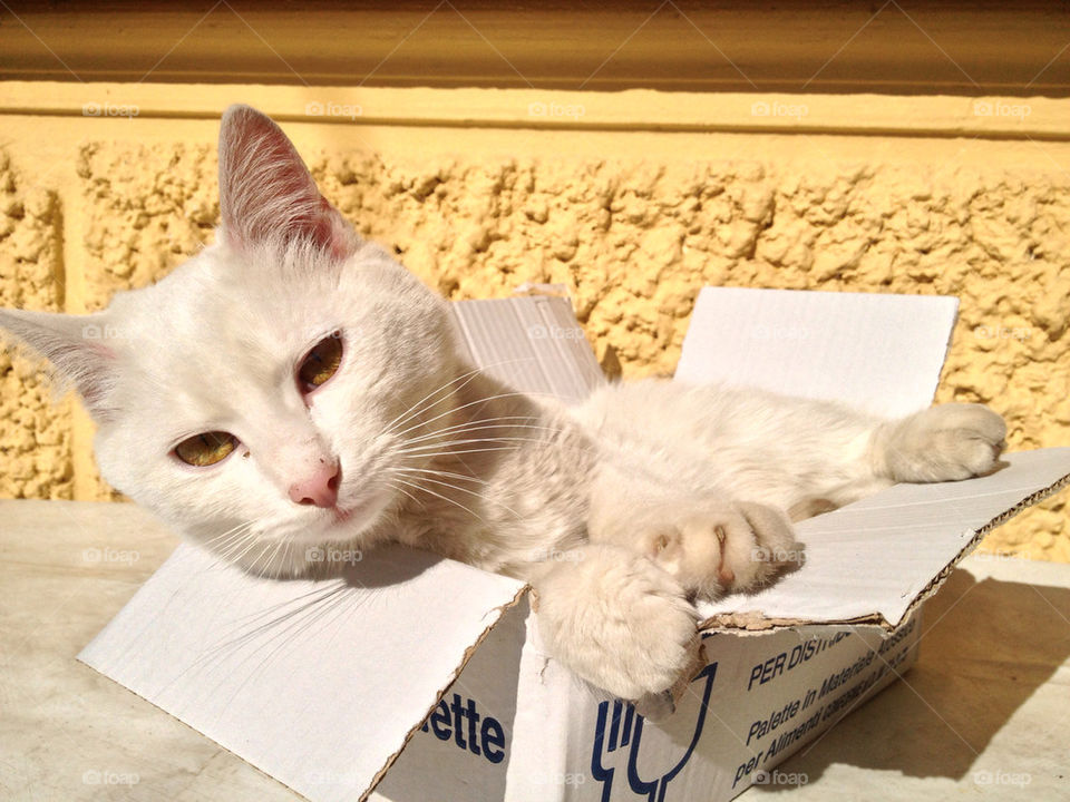 WHITE CAT IN A BOX