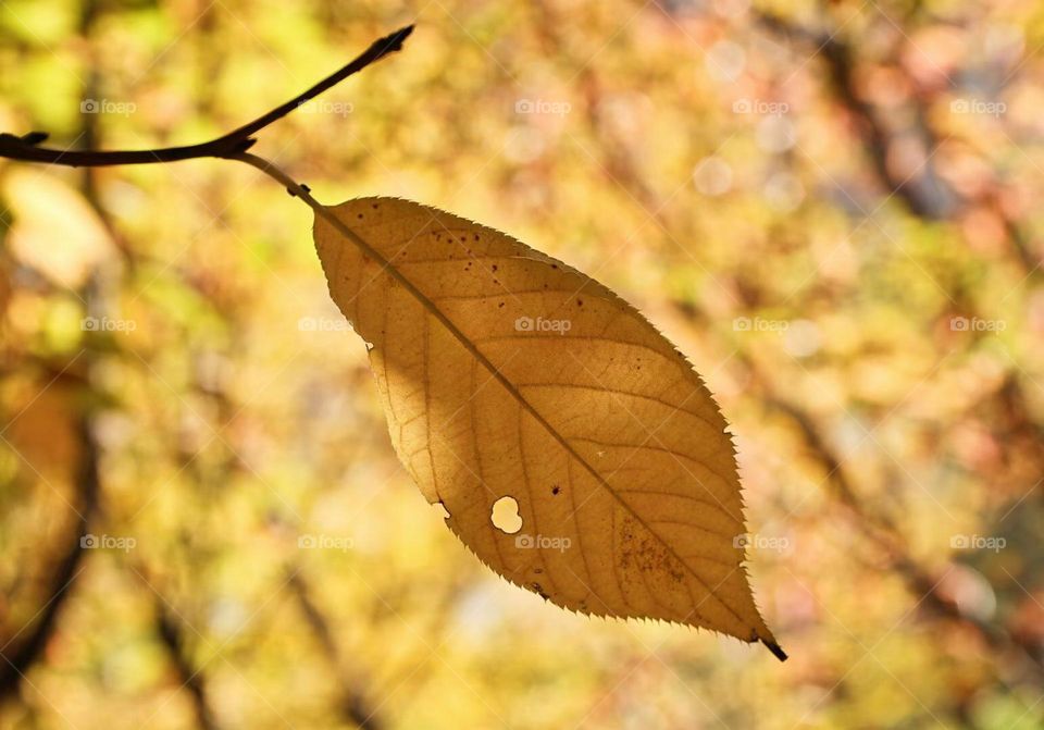 Beautiful colorful leaves 