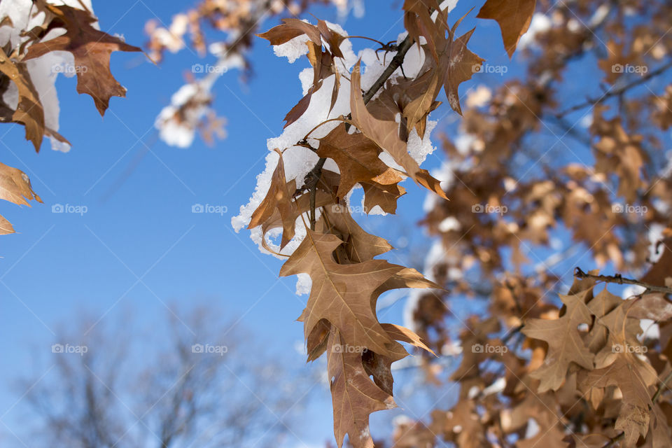 Dry leaves and snow