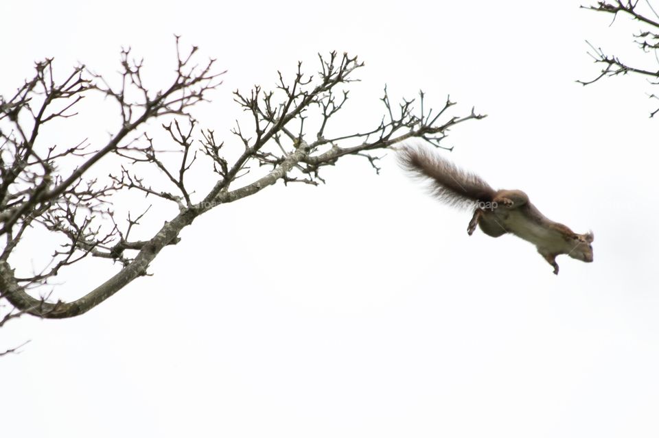 Squirrel making a big jump - ekorre långt hopp