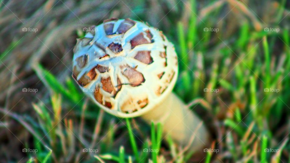 mushroom 