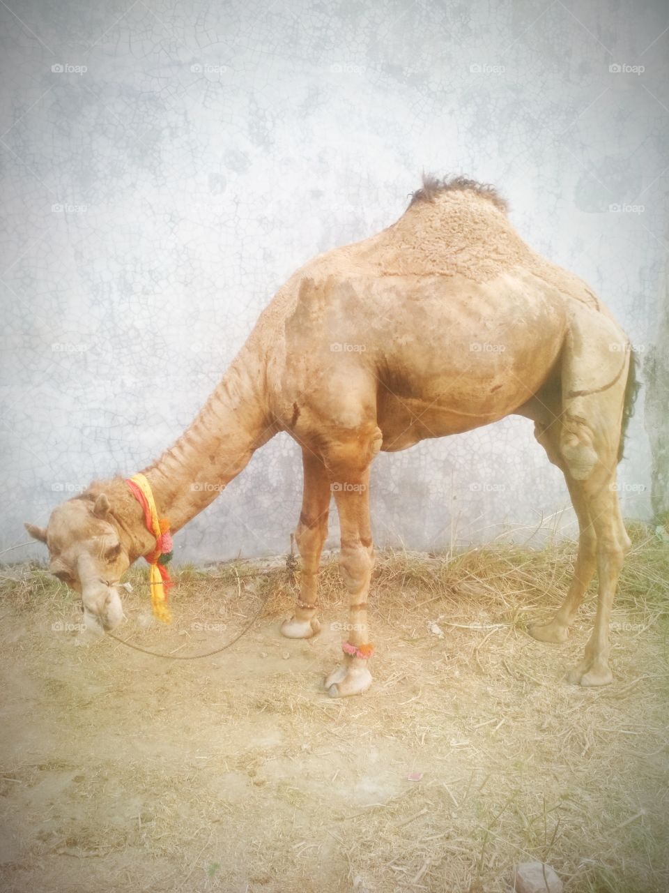 Beautiful Camel