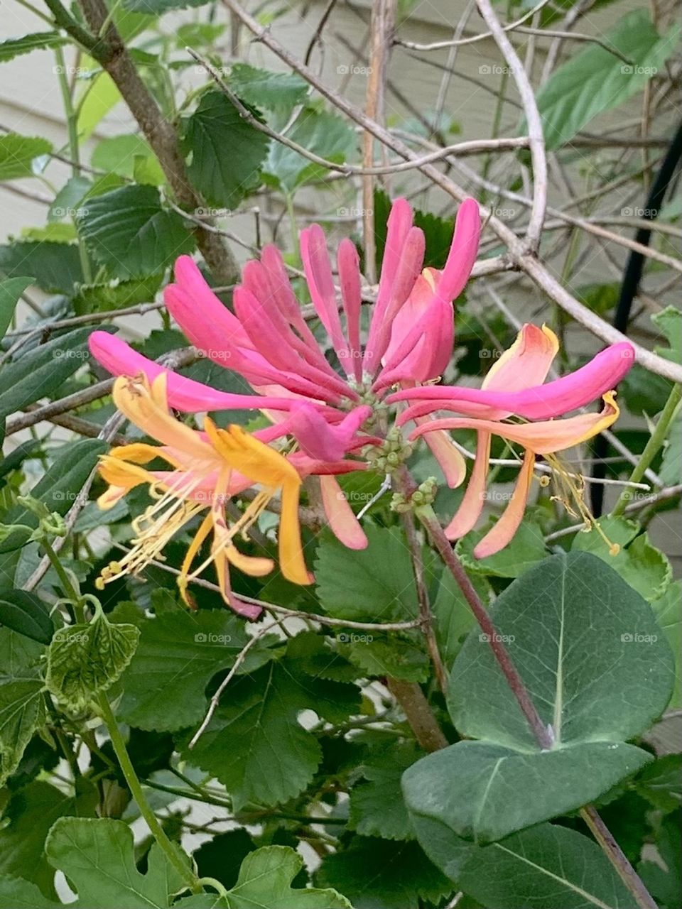 Honeysuckle 