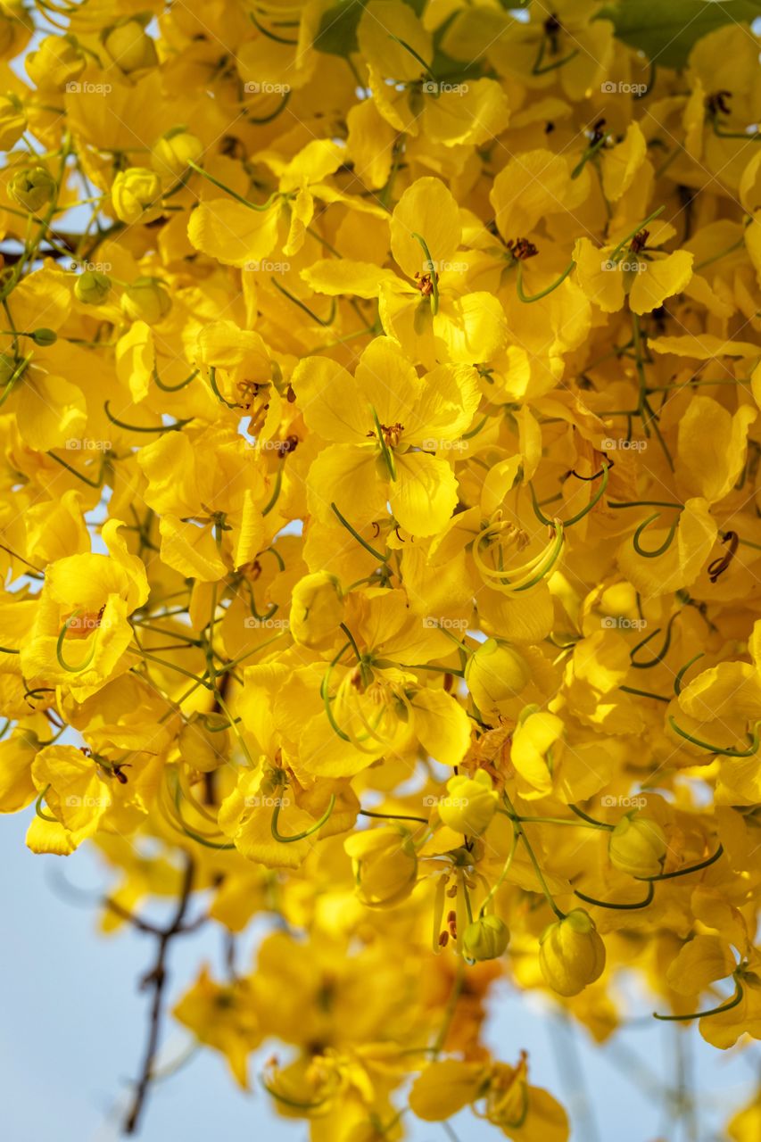 Cherry blossom Thailand , Golden Shower Tree