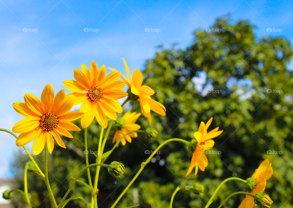 Decorative sunflowers in the yard