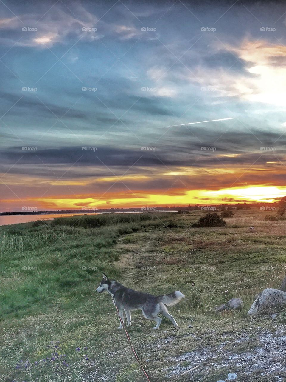 Siberian Huskey at sunset