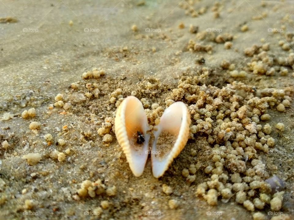 Heart shaped shell