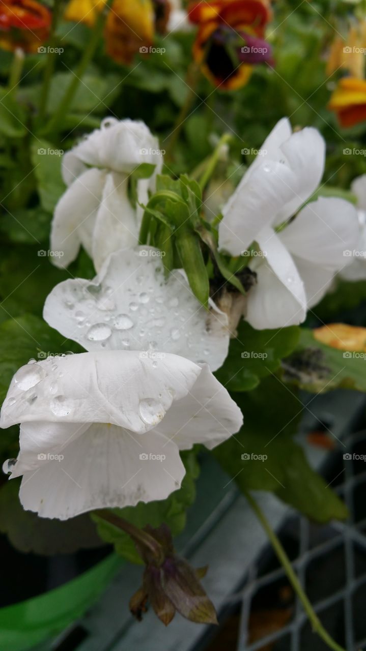Flower, Nature, Leaf, Flora, No Person