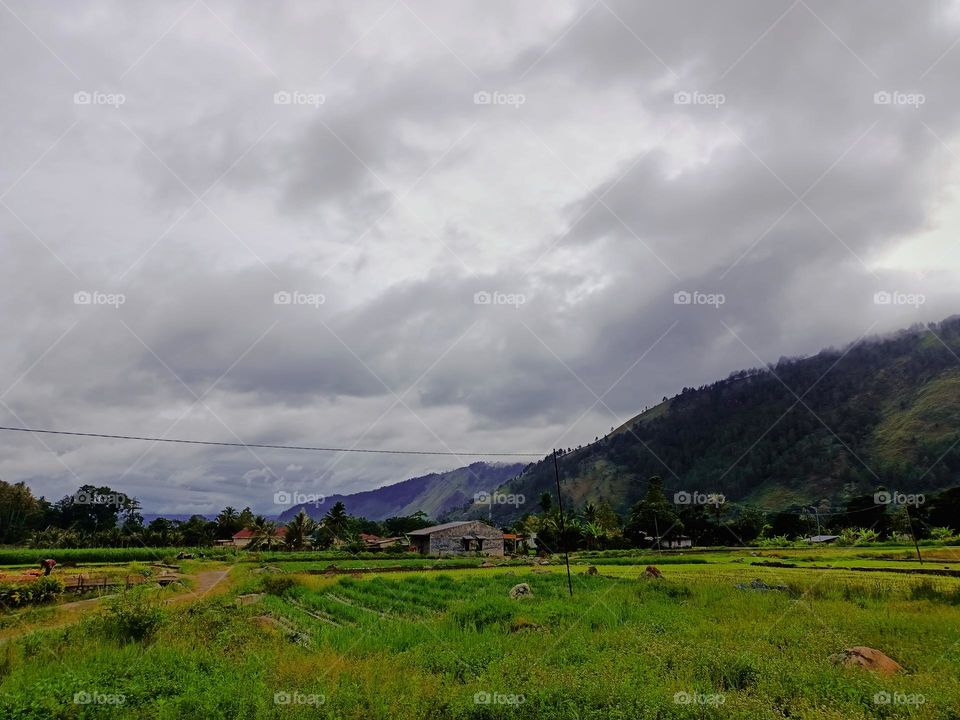 Grasslands and rice fields in the countryside in the caldera valley
resulting from the eruption of Mount Toba 74,000 thousand years ago, Indonesia