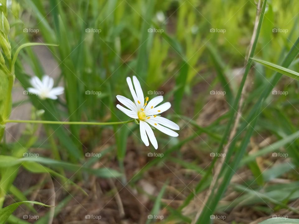 Rabelera holostea, known as greater stitchwort, greater starwort, and addersmeat, is a perennial herbaceous flowering plant in the family Caryophyllaceae