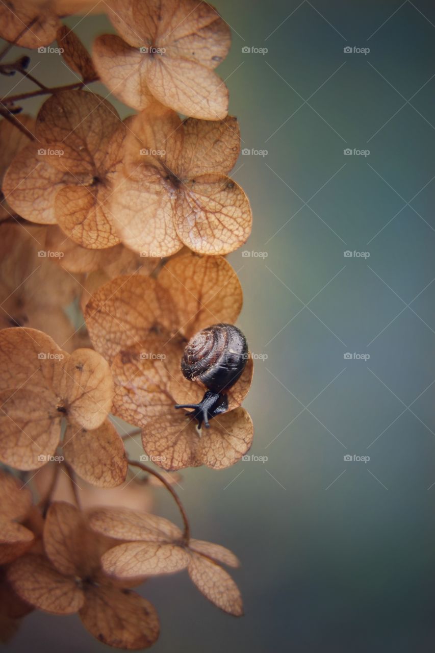 snail on dry hydrangea