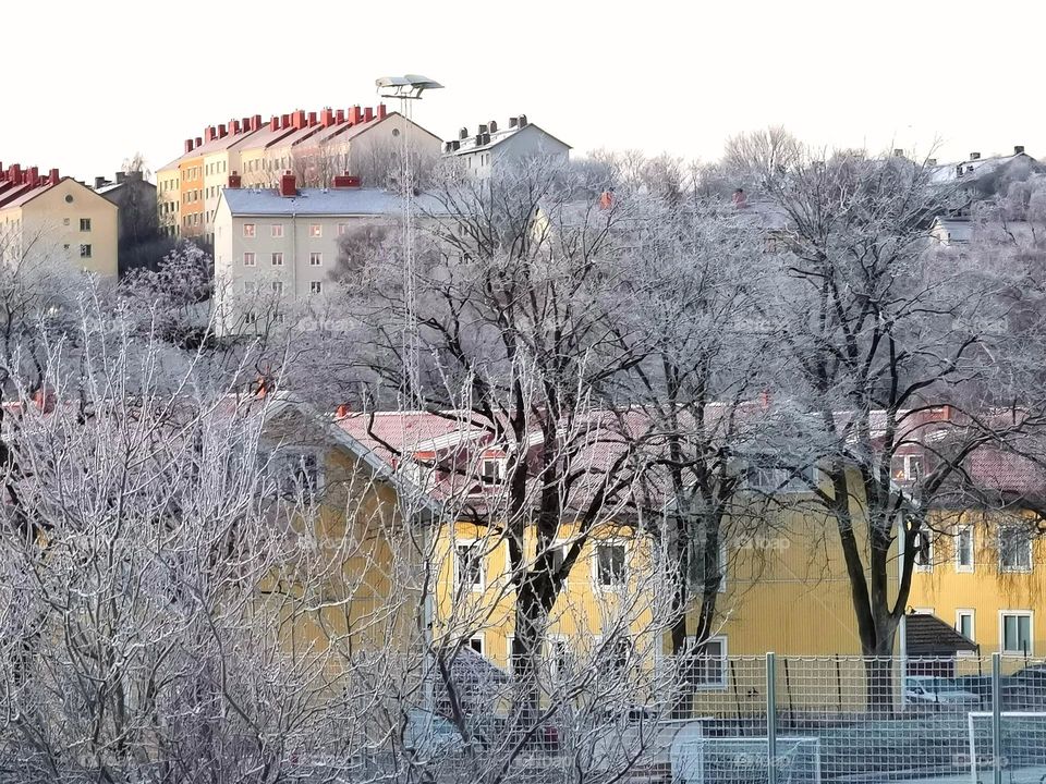 Frosty morning