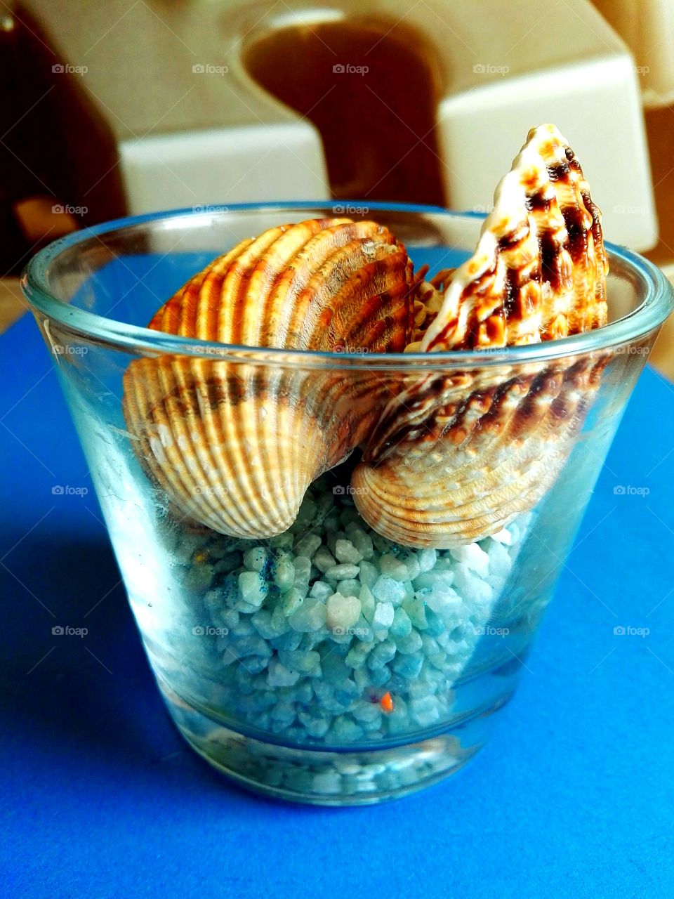 sea shells