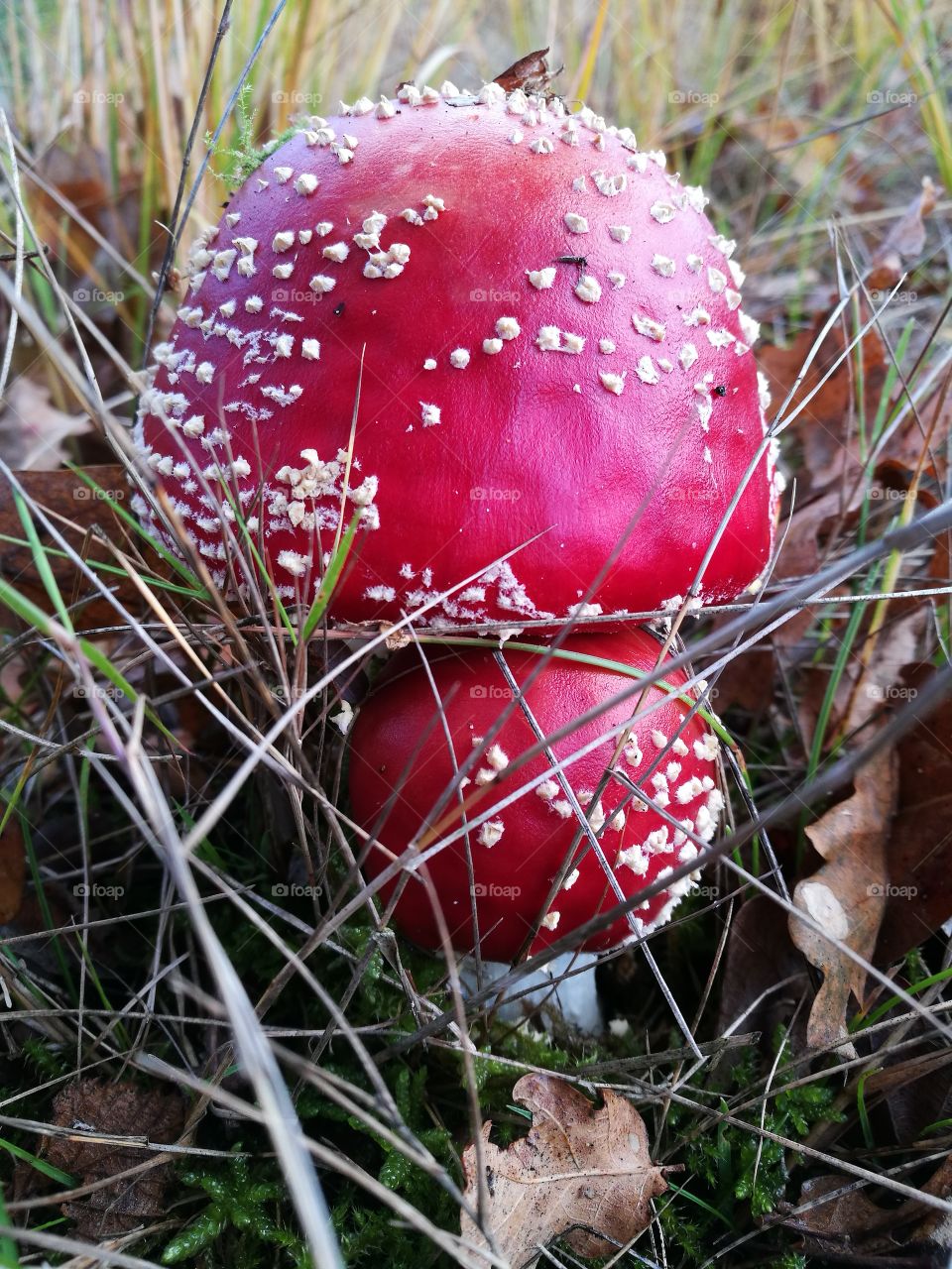 red mushrooms