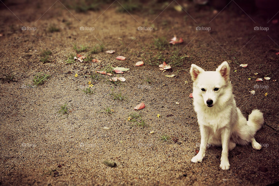 white dog japanese puppy by flygge24