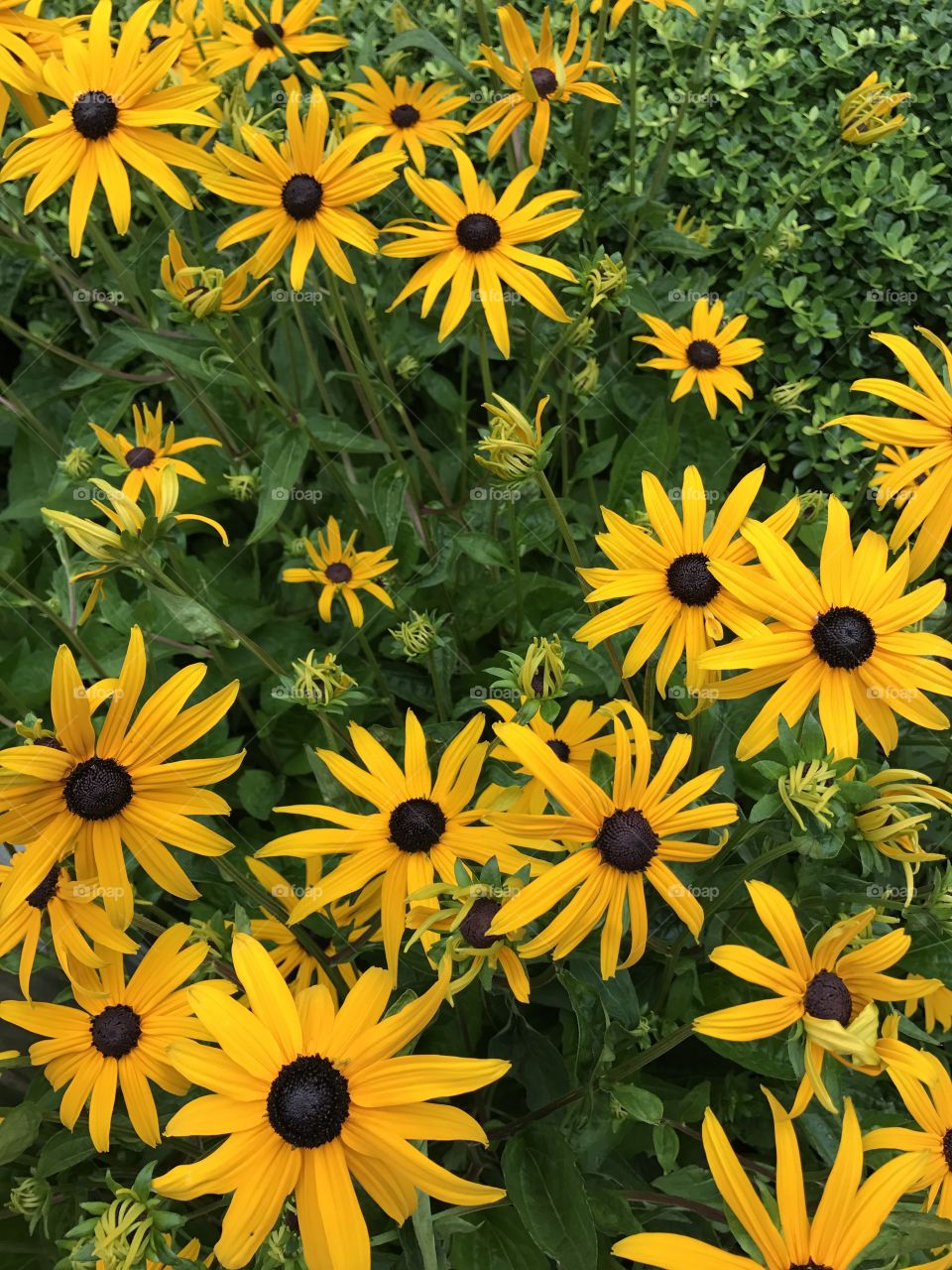 Beautiful flowers growing at the bus terminal