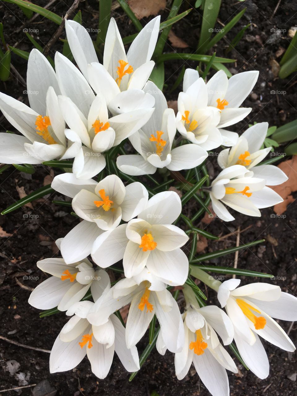 White crocus