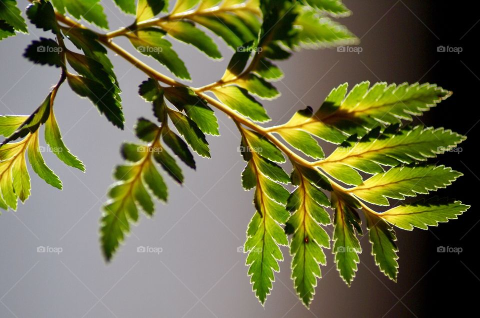 Fern in the light