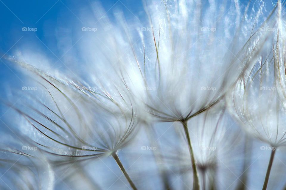 Dandelion seeds in the summer time