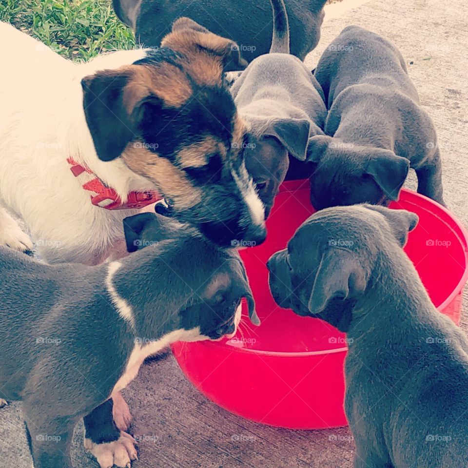 Jack Russell at water bowl with pit bull puppies 