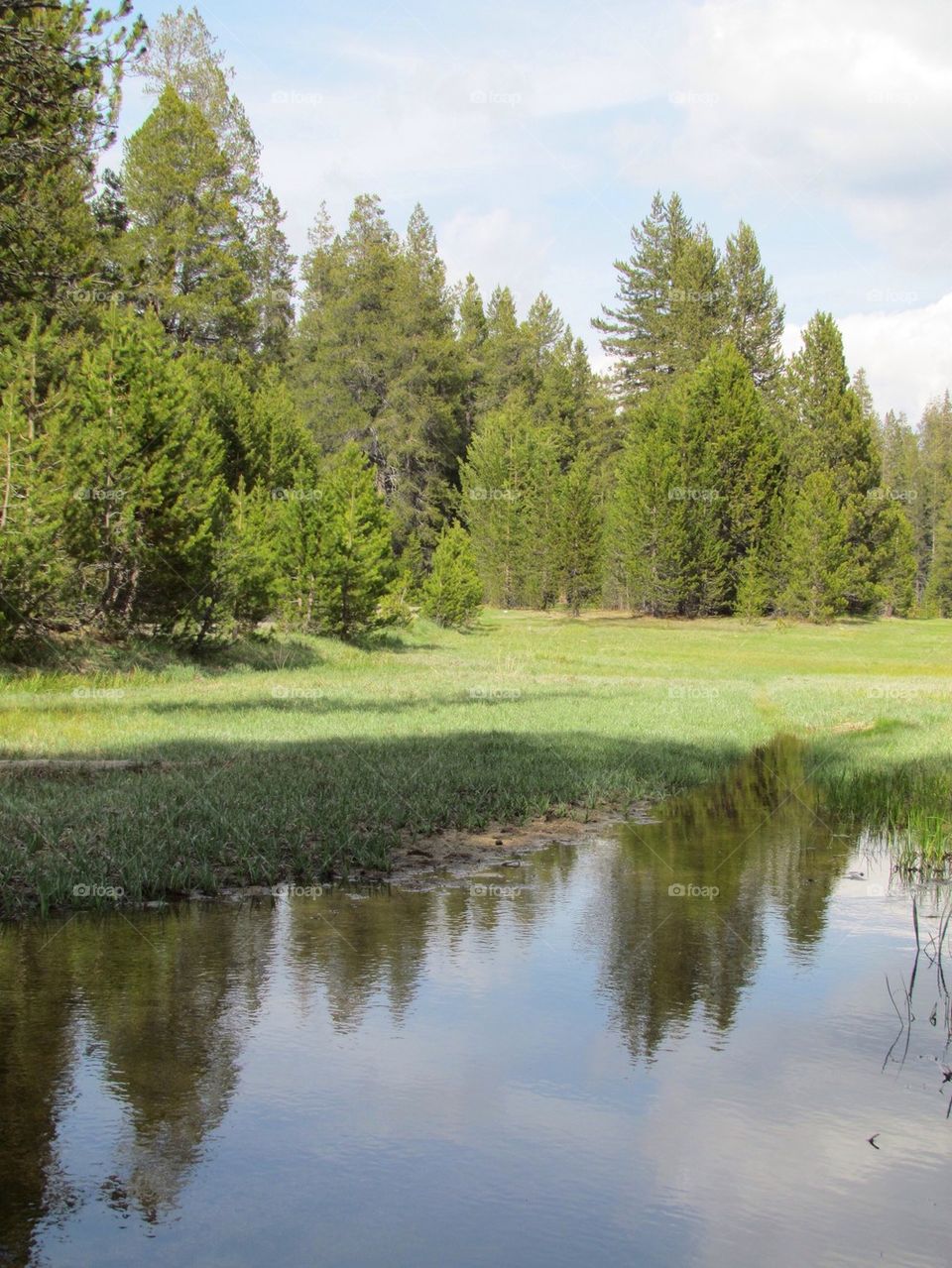 Reflections in Green