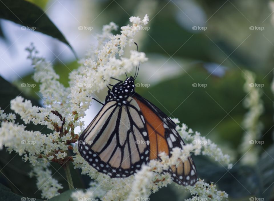 Butterfly on white flower