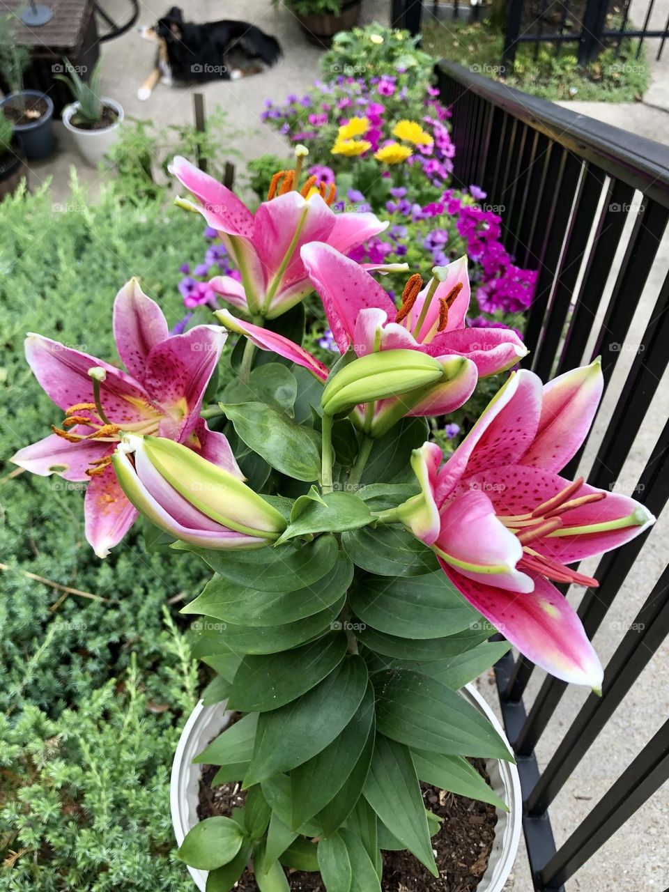Backyard pretty purple pink showy lily lilies flower flowers daisy petunia Australian Shepherd pet dog patio plants container garden gardening glimmers small moments of happiness summer nature lazy Saturday morning weather relaxing blooming buds