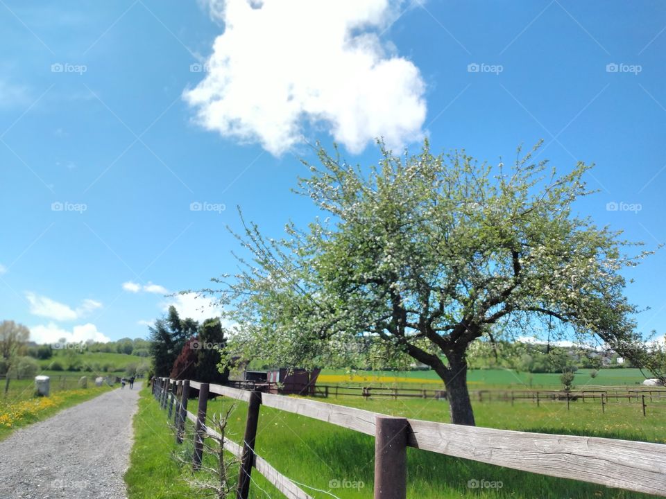 tree 🌳 on a summer day ☀ (4)