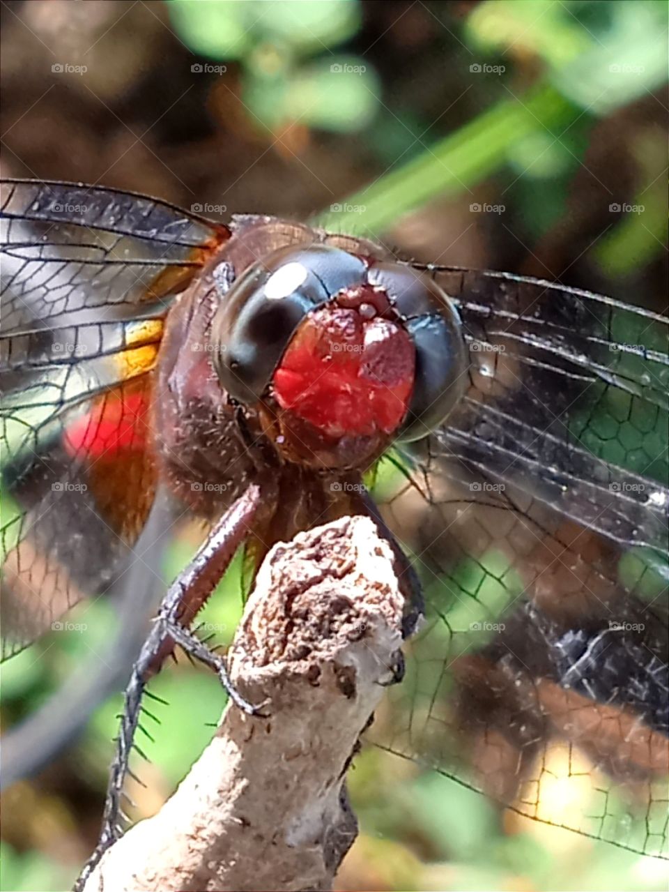 A dragonfly's face turns red in the sun.