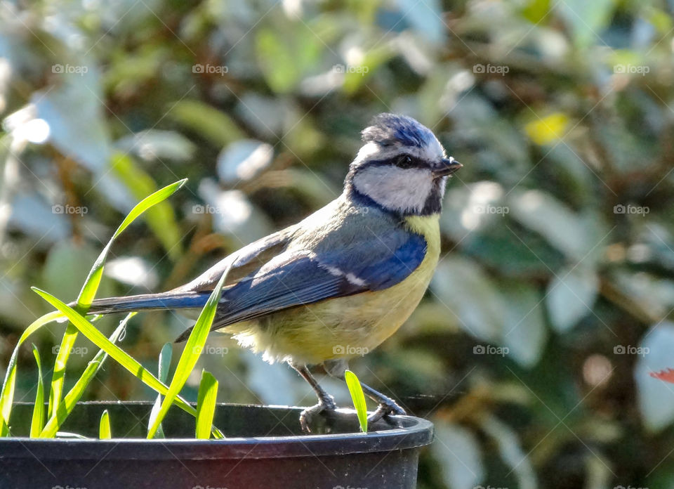 Blue tit